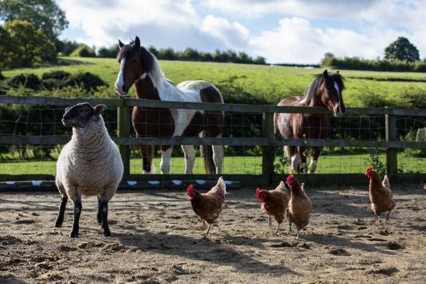 La ferme sur le toît