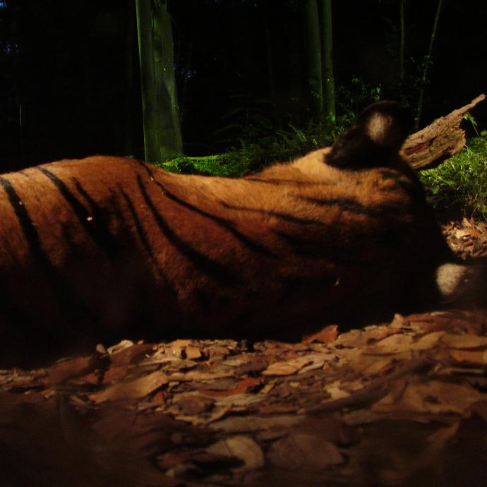 Nocturnes au Parc zoologique de Paris