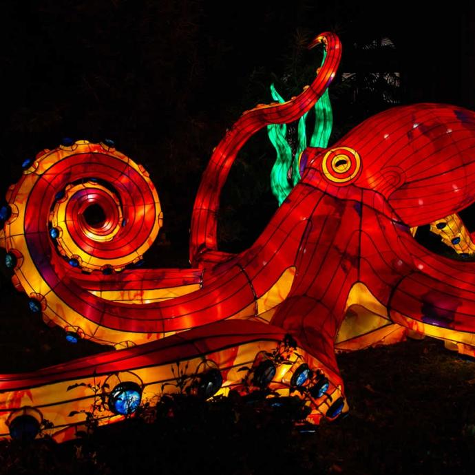 Océan en voie d’illumination au jardin des plantes