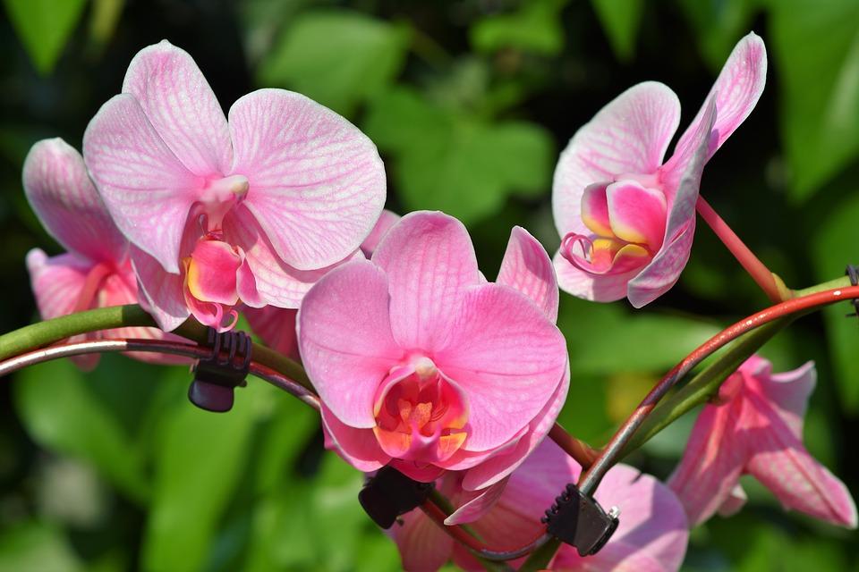 Mille & une orchidées