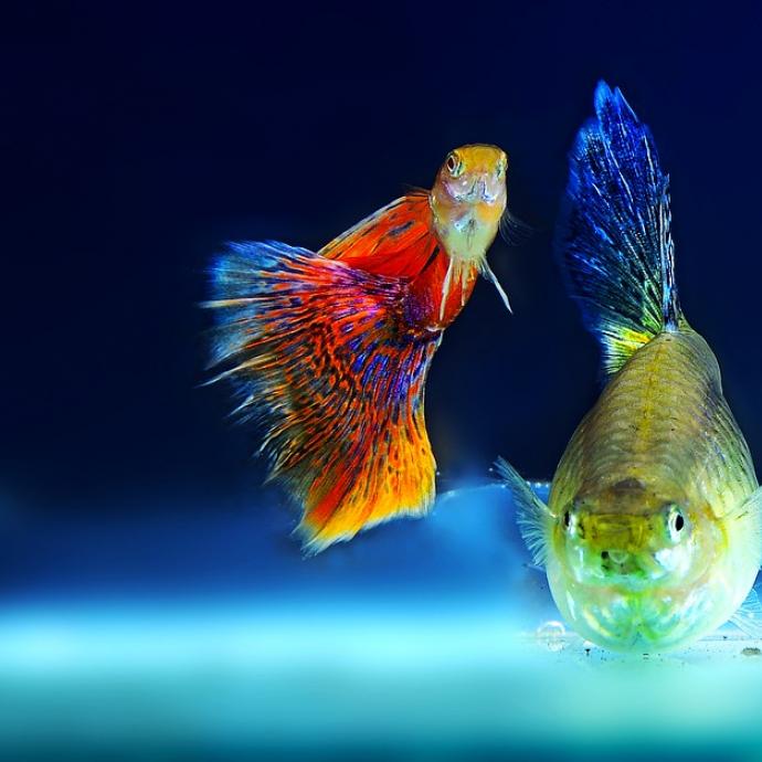 L'Aquarium de Paris